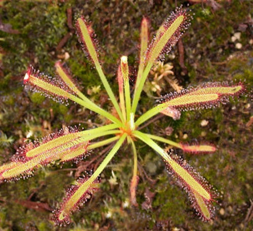Drosera Capensis - Indigenous South African Carnivorous Plant - 10 Seeds