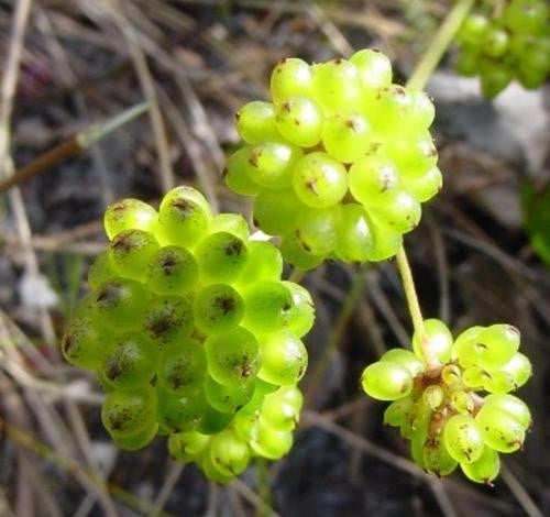 Anemone Vesicatoria - Indigenous South African Creeper / Ground Cover - 5 Seeds