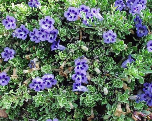 Aptosimum Procumbens - Indigenous South African Creeper / Ground Cover - 10 Seeds