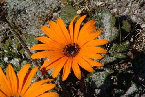 Arctotis Acaulis - Indigenous South African Creeper / Ground Cover - 10 Seeds