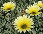 Arctotis Stoechadifolia - Indigenous South African Creeper / Ground Cover - 10 Seeds