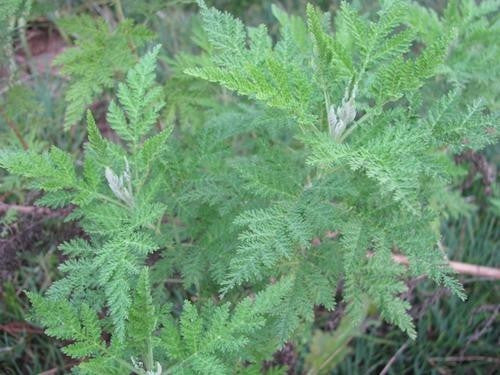 Artemesia Afra - Indigenous South African Creeper / Ground Cover - 10 Seeds