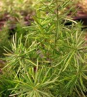 Asparagus Africanus - Indigenous South African Creeper / Ground Cover - 10 Seeds