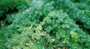 Asparagus Densiflorus "Mazeppa" - Indigenous South African Creeper / Ground Cover - 10 Seeds