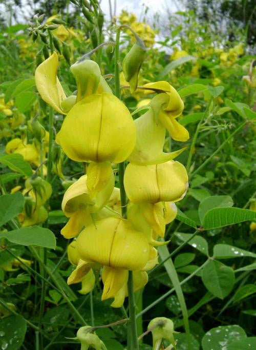 Crotalaria Laburnifolia SSP Australis - Indigenous South African Perrenial Shrub - 10 Seeds