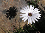 Dimorphotheca Naudicaulis - Indigenous South African Perrenial Shrub - 5 Seeds