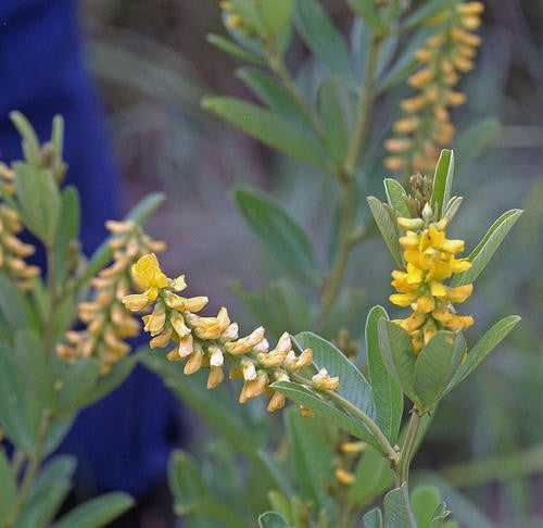 Eriosema Psoraleoides - Indigenous South African Perrenial Shrub - 5 Seeds