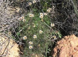 Garuleum Bipinnatum - Indigenous South African Perrenial Shrub - 5 Seeds