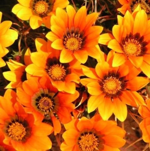 Gazania Krebsiana - Orange - Indigenous South African Perrenial Shrub - 10 Seeds