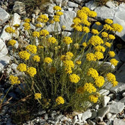 Helichrysum Nudifolium - Indigenous South African Perrenial Shrub - 10 Seeds