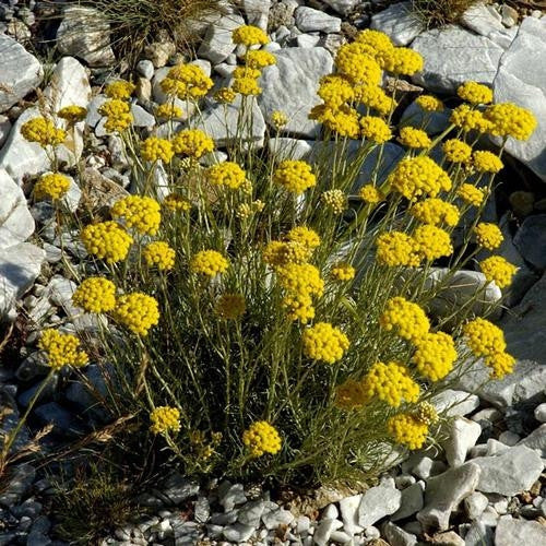 Helichrysum Nudifolium - Indigenous South African Perrenial Shrub - 10 Seeds