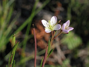Heliophila Scoparia - Indigenous South African Perrenial Shrub - 10 Seeds
