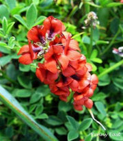 Indigofera Incana - Indigenous South African Perrenial Shrub - 5 Seeds