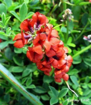 Indigofera Incana - Indigenous South African Perrenial Shrub - 5 Seeds