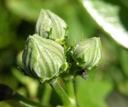 Lagenaria Sphaerica - Indigenous South African Perrenial Shrub - 5 Seeds