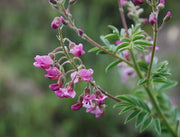 Lessertia Perennans - Indigenous South African Perrenial Shrub - 10 Seeds