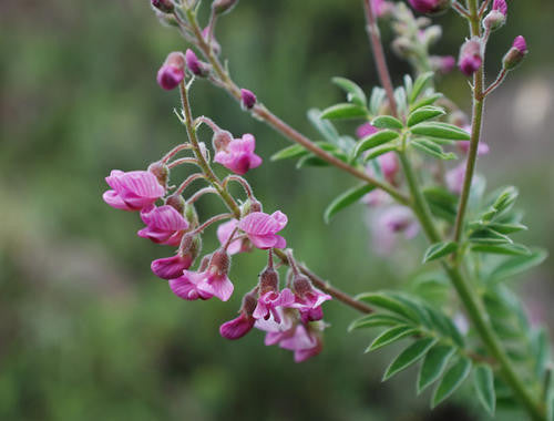 Lessertia Perennans - Indigenous South African Perrenial Shrub - 10 Seeds