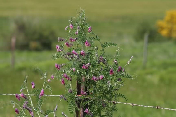 Lessertia Rigida - Indigenous South African Perrenial Shrub - 10 Seeds