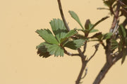 Myrothamnus Flabellifolius - Indigenous South African Perrenial Shrub - 10 Seeds