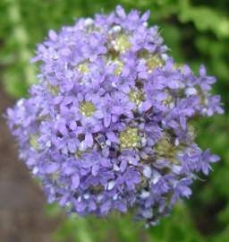 Pseudosalago Serrata - Indigenous South African Perrenial Shrub - 10 Seeds