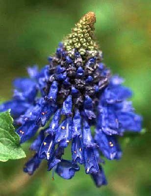 Pycnostachys Urticifolia - Indigenous South African Perrenial Shrub - 10 Seeds
