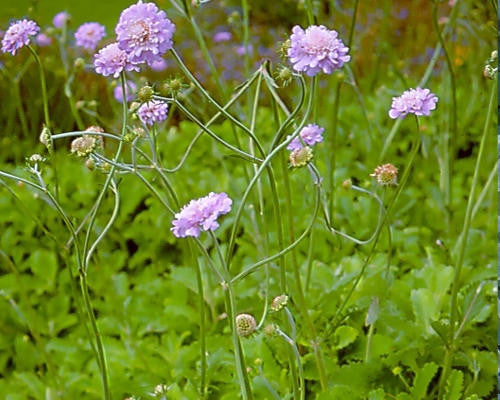 Scabiosa Africanus - Indigenous South African Perrenial Shrub - 10 Seeds