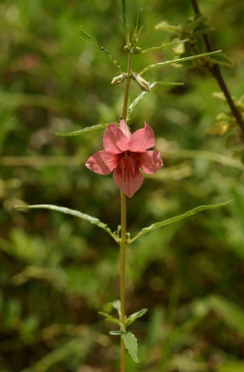 Sesamum Alatum - Indigenous South African Perrenial Shrub - 5 Seeds