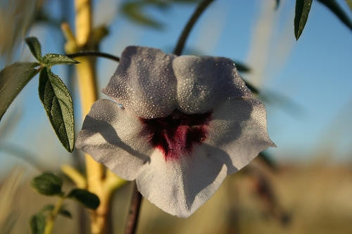 Sesamum Capense - Indigenous South African Perrenial Shrub - 10 Seeds