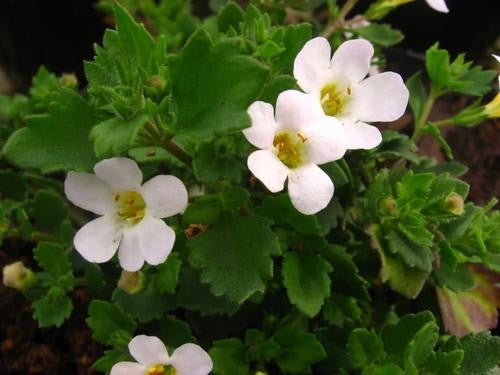 Sutera Campanulata - Indigenous South African Perrenial Shrub - 5 Seeds