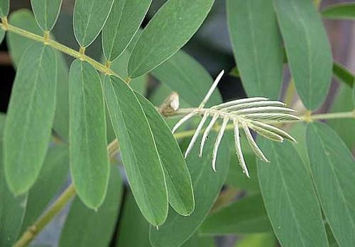 Tephrosia Cordata - Indigenous South African Perrenial Shrub - 5 Seeds