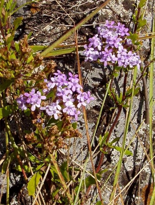 Tetraselago Wilmsii - Indigenous South African Perrenial Shrub - 10 Seeds