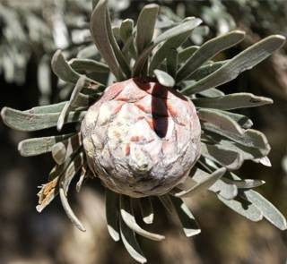 Leucadendron Album - Indigenous South African Protea - 5 Seeds