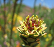 Leucadendron Dubium - Indigenous South African Protea - 5 Seeds