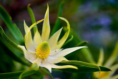 Leucadendron Eucalyptifolium - Indigenous South African Protea - 5 Seeds