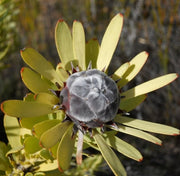 Leucadendron Pubescens - Indigenous South African Protea - 5 Seeds