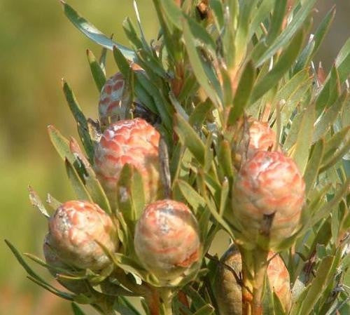 Leucadendron Xanthoconus - Indigenous South African Protea - 5 Seeds