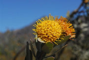 Leucospermum Rodolentum - Indigenous South African Protea - 5 Seeds