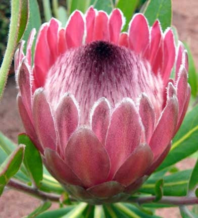 Protea Neriifolia - Indigenous South African Protea - 5 Seeds