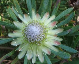 Protea Scolymocephala - Indigenous South African Protea - 5 Seeds