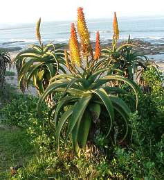 Aloe Africana - Indigenous South African Succulent - 10 Seeds