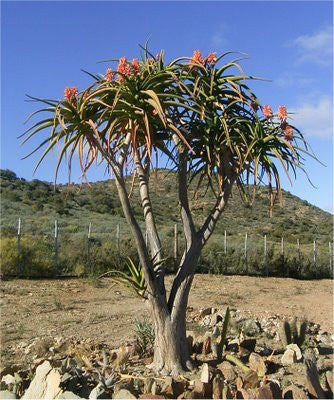 Aloidendron barberae / Aloe bainsii - Indigenous South African Succulent - 10 Seeds