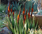 Aloe Castanea - Indigenous South African Succulent - 10 Seeds