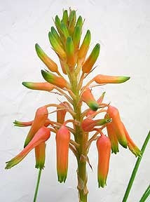Aloe Cooperi - Indigenous South African Succulent - 10 Seeds