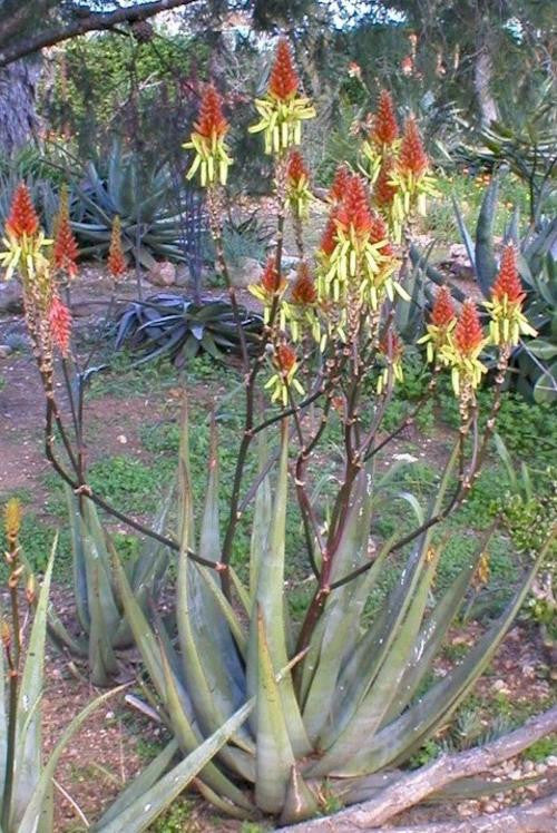 Aloe Cryptopoda - Indigenous South African Succulent - 10 Seeds