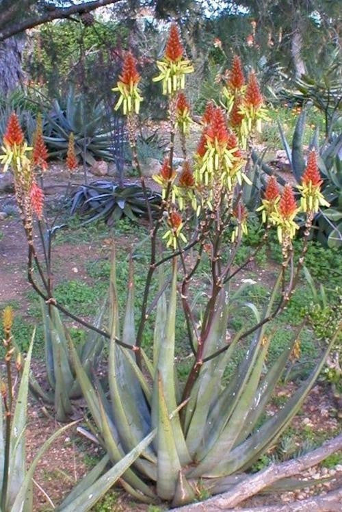 Aloe Cryptopoda - Indigenous South African Succulent - 10 Seeds