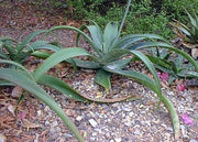 Aloe Dyeri - Indigenous South African Succulent - 10 Seeds