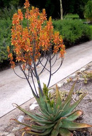 Aloe Fosteri - Indigenous South African Succulent - 10 Seeds