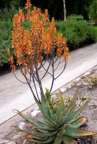 Aloe Fosteri - Indigenous South African Succulent - 10 Seeds