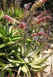 Aloe Globuligemma - Indigenous South African Succulent - 10 Seeds