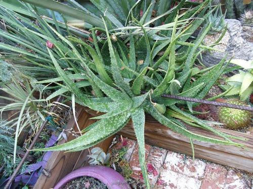 Aloe Longibracteata - Indigenous South African Succulent - 10 Seeds